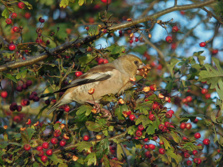 Hawfinch