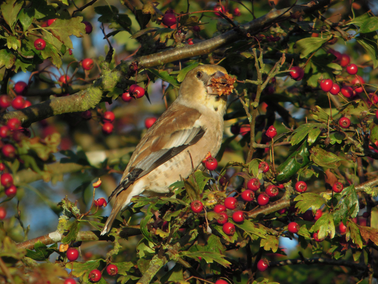 Hawfinch