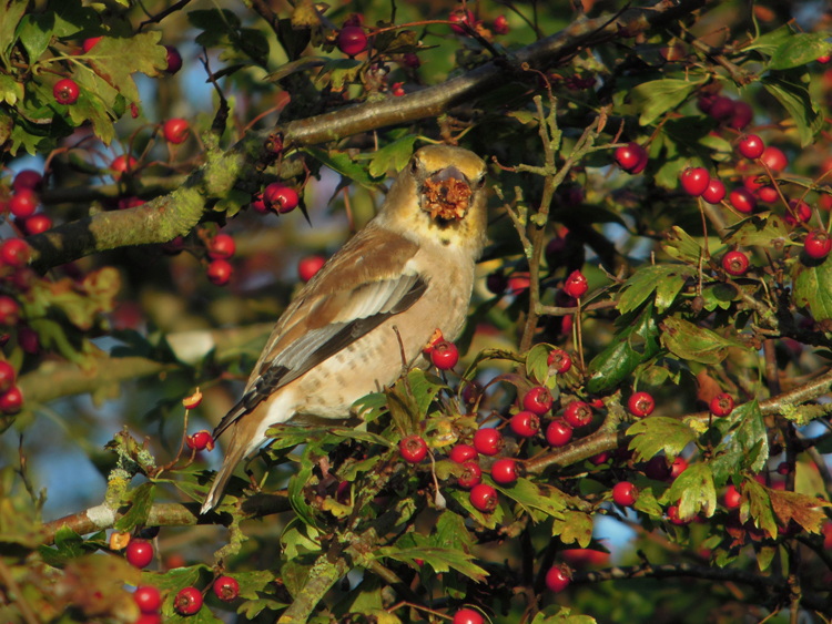 Hawfinch
