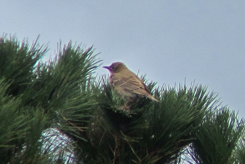 Rose-coloured Starling
