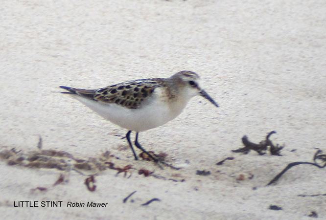 Little Stint
