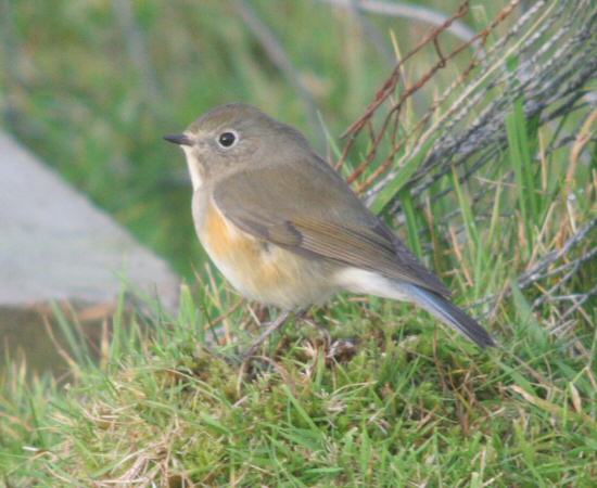 Red-flanked Bluetail