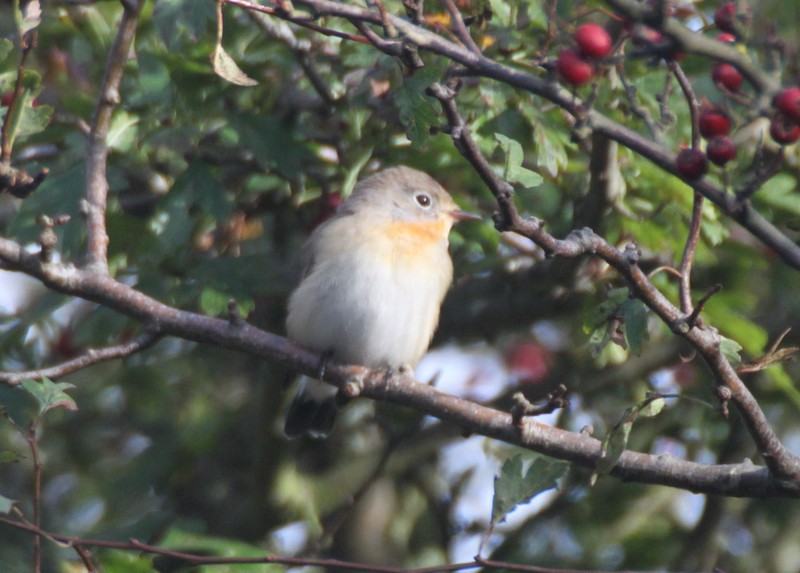 Red-breasted Flycatcher