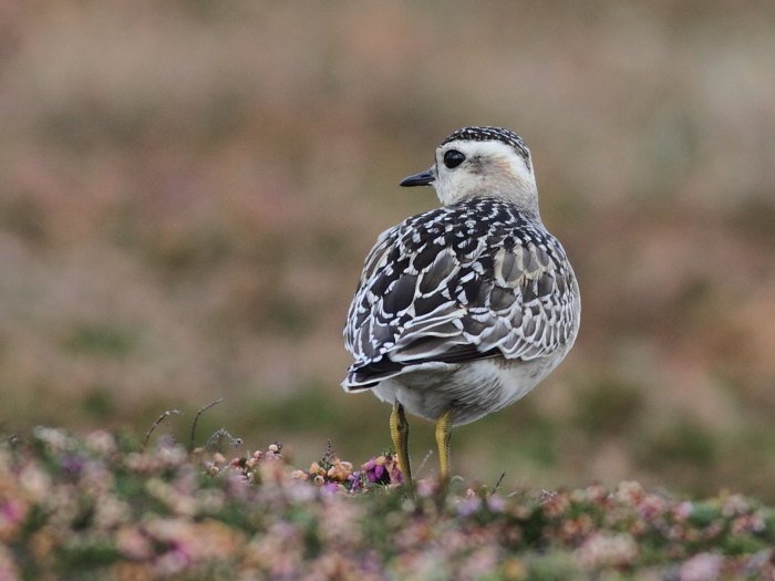 Dotterel