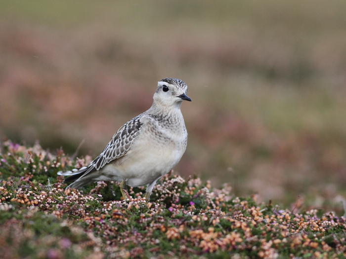 Dotterel