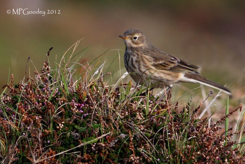 American Buff-bellied Pipit