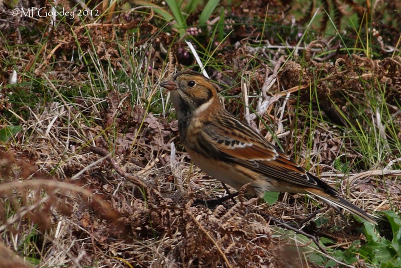Lapland Bunting