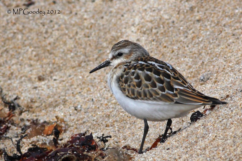 Little Stint