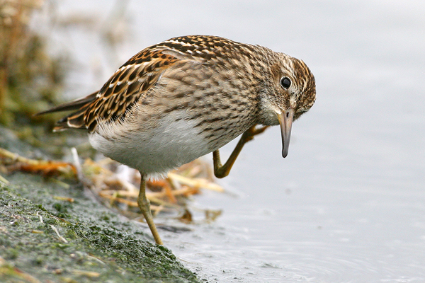 Pectoral Sandpiper