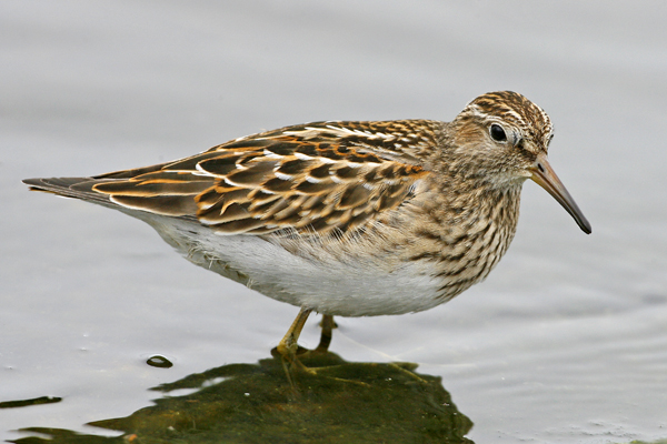 Pectoral Sandpiper