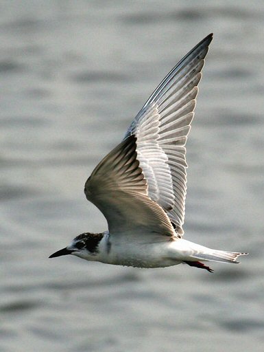 Whiskered Tern