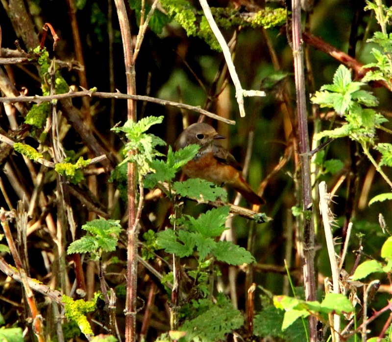 Redstart