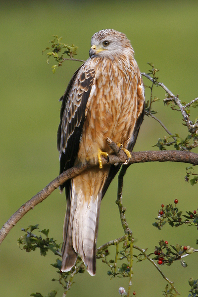 Red Kite
