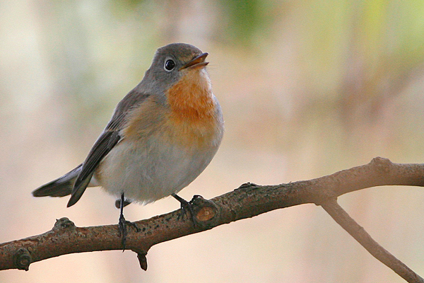 Red-breasted Flycatcher