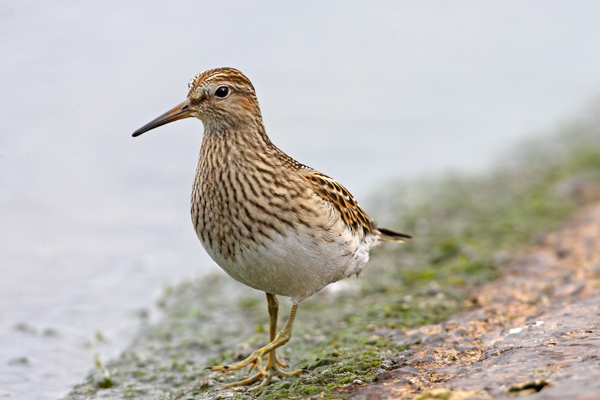 Pectoral Sandpiper