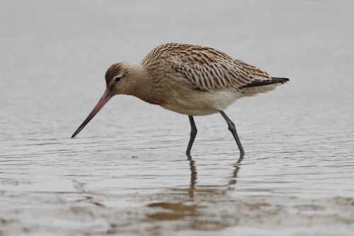 Bar-tailed Godwit