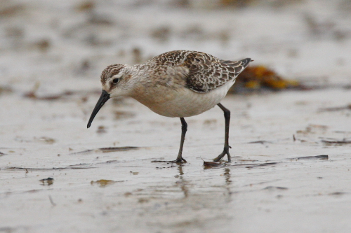 Curlew Sandpiper