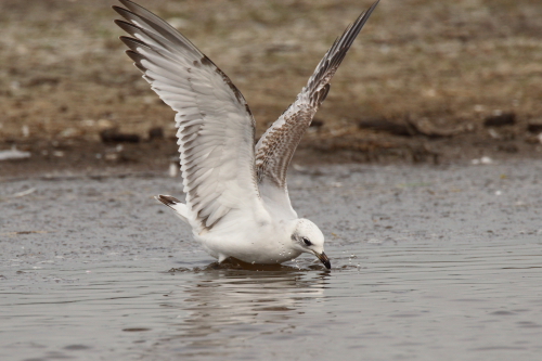 Mediterranean Gull