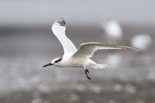 Sandwich Tern