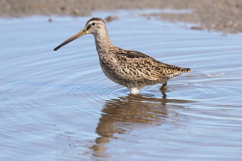 Short-billed Dowitcher