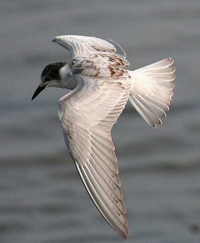 Whiskered Tern