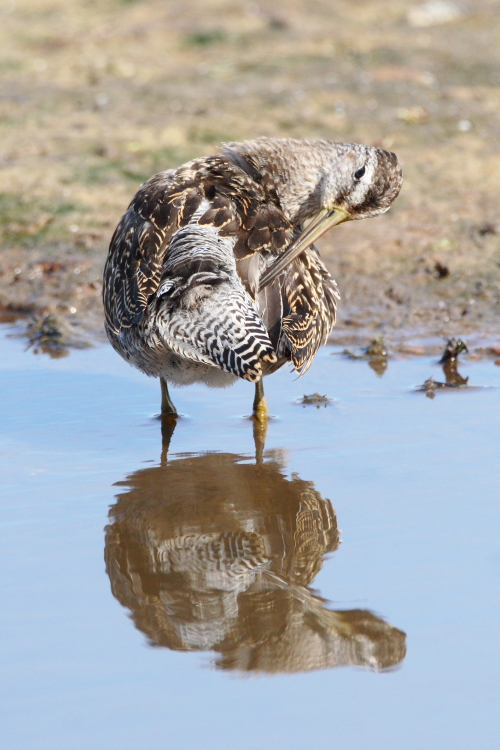 Short-billed Dowitcher