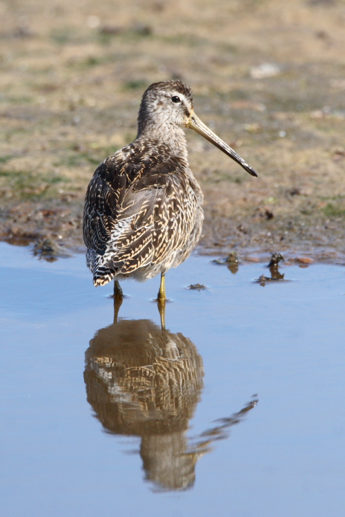 Short-billed Dowitcher