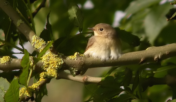Red-breasted Flycatcher