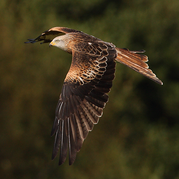 Red Kite