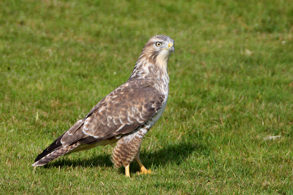 Buzzard