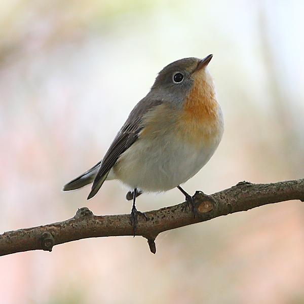 Red-breasted Flycatcher