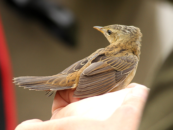 Pallas's Grasshopper Warbler