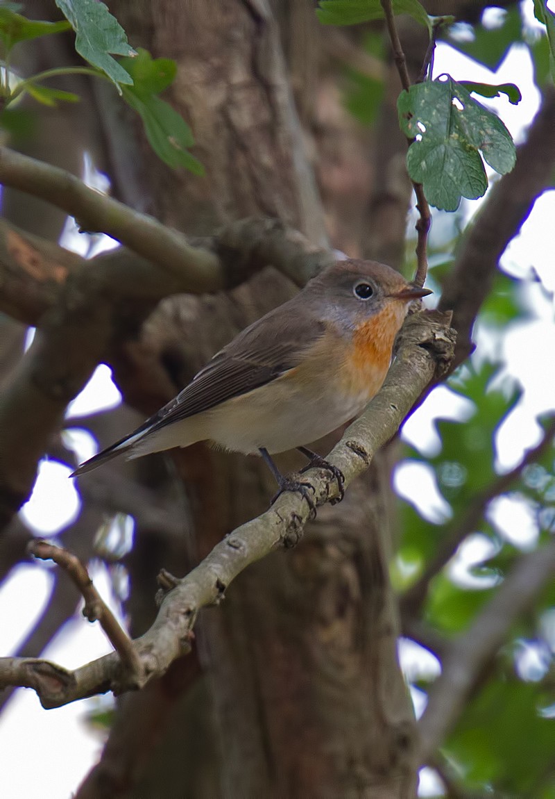 Red-breasted Flycatcher
