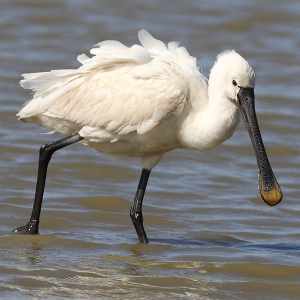 Spoonbill
