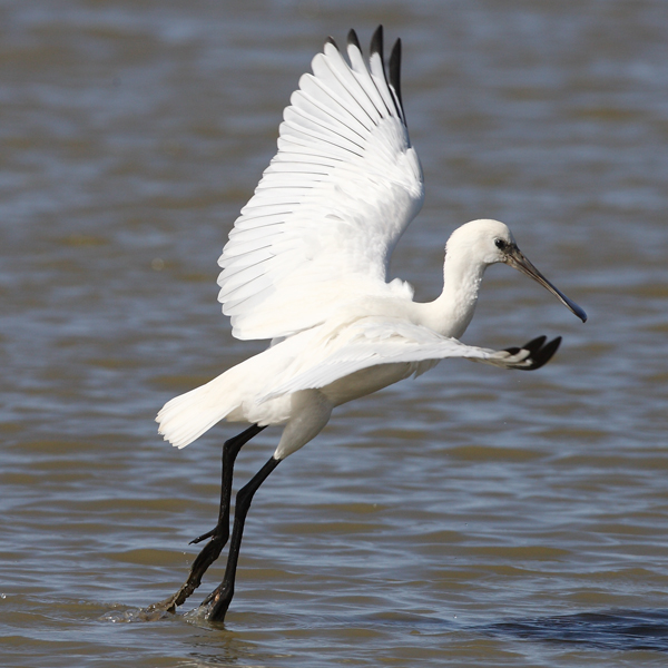 Spoonbill