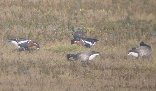 Red-breasted Goose