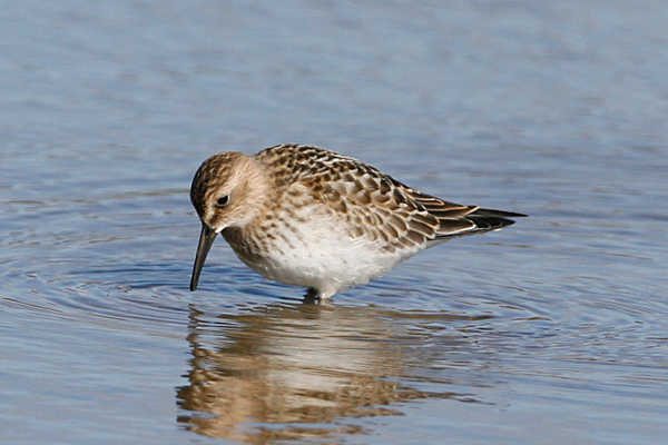 Baird's Sandpiper
