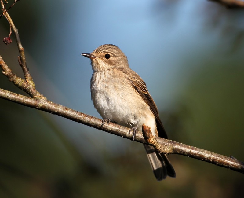 Spotted Flycatcher