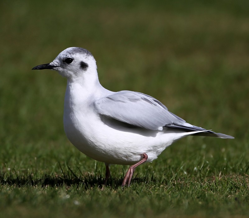 Little Gull