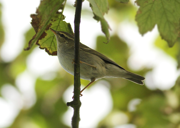 Arctic Warbler
