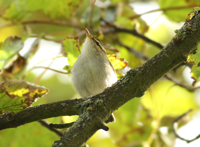 Arctic Warbler