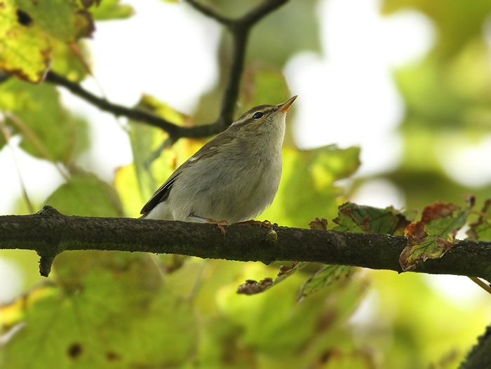 Arctic Warbler
