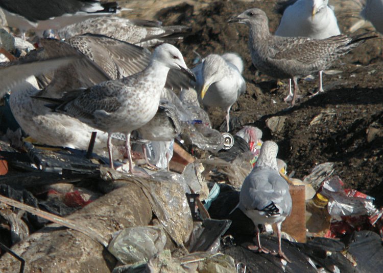 Caspian Gull