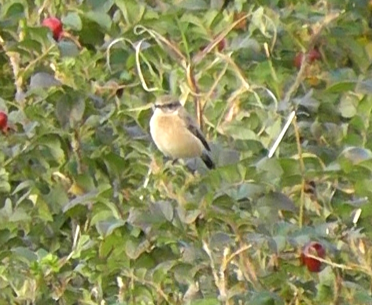 Siberian Stonechat