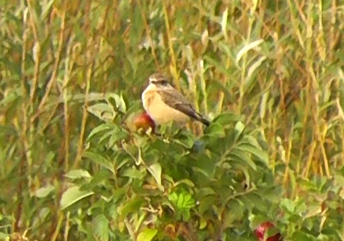 Siberian Stonechat