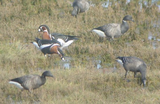 Red-breasted Goose