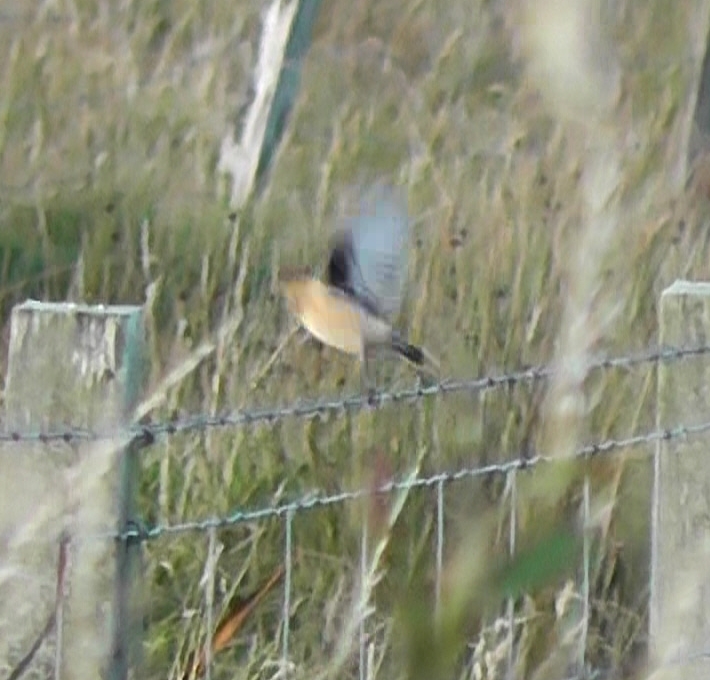 Siberian Stonechat