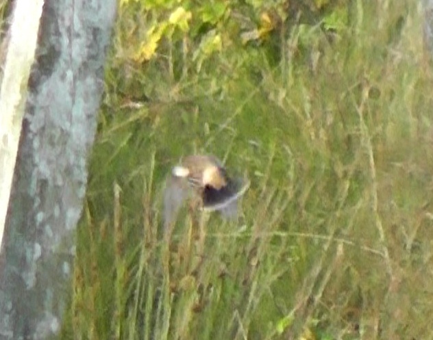 Siberian Stonechat