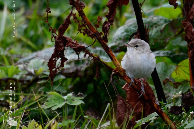Booted Warbler