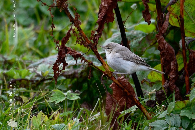 Booted Warbler